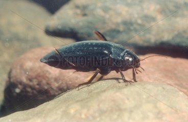 Diving Beetle in a pond