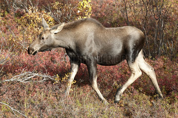 Alaskan Moose (Alces alces gigas) walking in autumn  Denali National Park  Alaska  USA