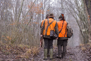Hunting big game  the hunters go to the post  Rhine forest  Alsace  France