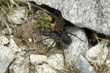 Alpine wolf spider (Vesubia jugorum)  Mercantour National park  Alps  France