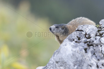 Alpine Marmot (Marmota marmota) on a rock  Jura  Switzerland