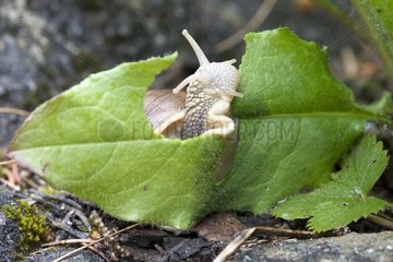 Snail eating a leaf