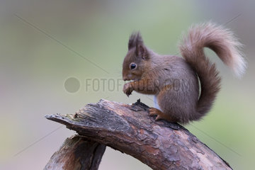 Red squirrel (Sciurus vulgaris) feeding on dead tree  Scotland