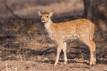 Chital or Cheetal or Chital deer  Spotted deer or Axis deer( Axis axis)  baby  Ranthambore National Park  Rajasthan  India