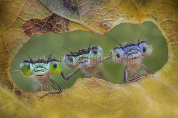 Three damselflies looking through the holes made by a caterpillar on a leaf