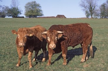 Limousinkuh und Stier auf der Wiese