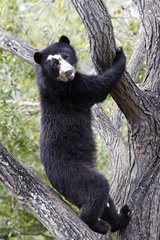 Spectacled Bear climbing in the branches Venezuela