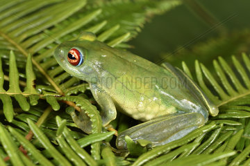 Ankafana Bright-eyed Frog (Boophis luteus) pregnant female  vision of eggs on the side  Andasibe  Perinet  Alaotra-Mangoro Region  Madagascar