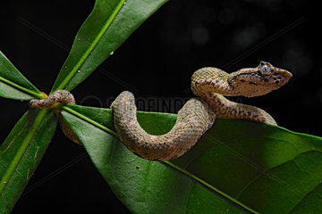 Eyelash viper (Bothriechis schlegelii)  Costa Rica