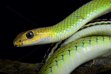 Portrait of Green rat snake (Ptyas nigromarginata) on black background