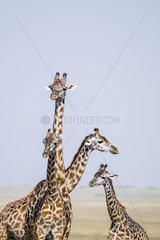 Masai Giraffe (Giraffa camelopardalis tippelskirchi)  troop  Masai-Mara National Reserve  Kenya