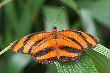 Banded Orange Heliconian (Dryadula phaetusa) posed on a leaf opened wings  Costa Rica