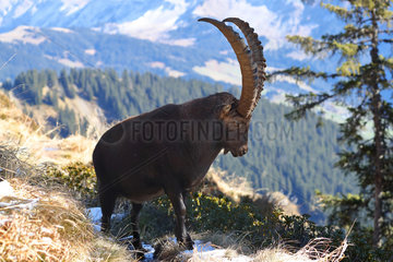 Adult Male Alpine Ibex (Capra ibex)  Bernese Alps  Switzerland