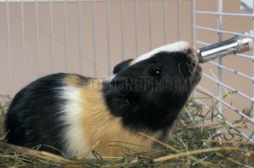 Guinea-pig drinking with the feeding-bottle of its cage