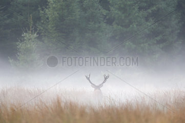 Red Deer (Cervus elaphus) male in the mist  Ardennes  Belgium