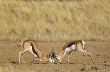 Springbok (Antidorcas marsupialis). Fighting males. Kalahari Desert  Kgalagadi Transfrontier Park  South Africa.