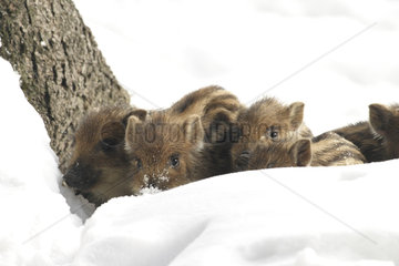 Wild boar (Sus scrofa) piglets in snow  Ardennes  Belgium