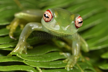 Ankafana Bright-eyed Frog (Boophis luteus)  Andasibe  Perinet  Alaotra-Mangoro Region  Madagascar