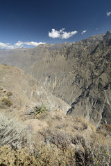 Colca Canyon  Arequipa Region  Peru