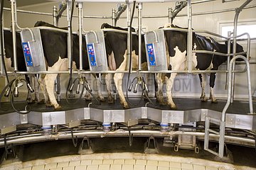 Prim'Holsteins in rotary milking room France