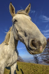 Portrait of a horse  Jura  France
