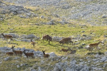 Red Deer (Cervus elaphus) face to face during the rut and herd  Abruzzo  Italy