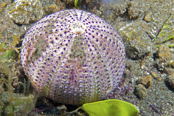 Carapace of Purple sea urchin (Sphaerechinus granularis)  Tenerife  Canary Islands.