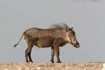 Desert warthog National park of Etosha
