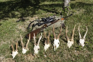 Hunting trophies Deer skulls Midi-Pyrénénes France