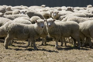 Flock of merino sheep awaiting shearing the Catlins