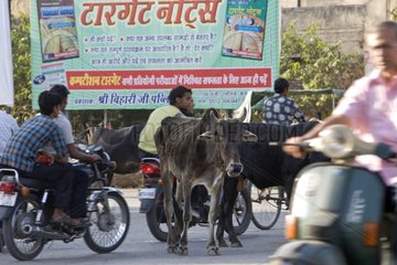 Sacred Cow in the middle of traffic in town India
