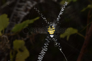 Wasp spider (Argiope coquereli) on his web  Andasibe  Perinet  Alaotra-Mangoro Region  Madagascar
