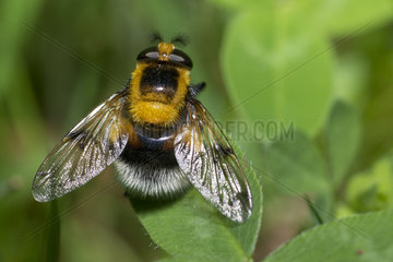 Bumblee Mimic Hoverfly (Volucella bombylans var. plumata)  Regional Natural Park of Vosges du Nord  France