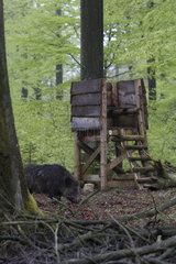 Wild boar (Sus scrofa) and mirador in undergrowth  Ardennes  Belgium