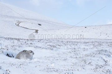 Mountain hare (Lepus timidus)  laying in the snow  Cairngorm  Scotland