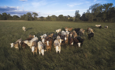 Cattle (Bos taurus) Group of cattle in a meadow  England  Summer