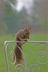 Eurasische rote Eichhörnchen isst einen Samen am Rand eines Stuhls