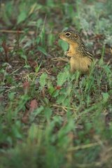 Thirteen-lined ground squirrel in the middle of green grass