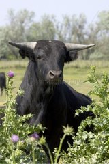 Bull of the Camargue May St Gilles the Camargue France