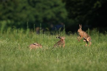 European Hares in grasses Ried d'Alsace France