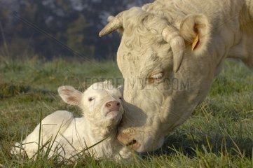 Charolaise Kuh leckt nach seiner Geburt das Kalb