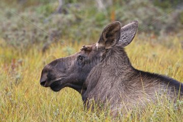 Portrait of a young Moose Anchorage Alaska