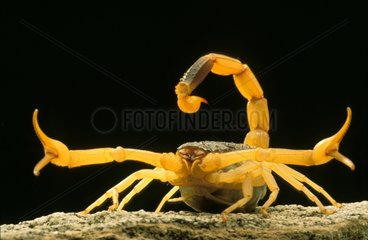 Scorpion Emirats Arabes Unis