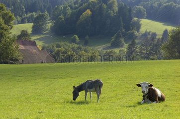 Ass and Cow montbeliarde in a meadow Doubs France