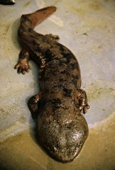 Chinese Giant Salamander China
