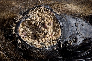 Orbit of dead Wildebeest decomposed by active maggots Kenya