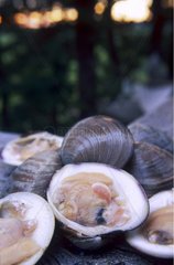Massachussets  Côte Est  les clams ou praires