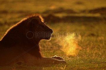 Lion lying at dusk
