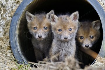 Red fox (Vulpes vulpes) youngs in a rainwater pipe collector  Doubs  Franche-Comte  France