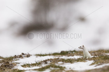 Ermine (mustela erminea ) in winter coats hunting in the grass  France